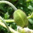 Foto von Besonderheit Papaver sendtneri