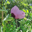 Blütenfoto Papaver somniferum