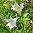 Portraitfoto Paradisea liliastrum