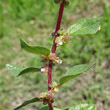 Blütenfoto Parietaria judaica