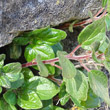 Stängel-/Stammfoto Parietaria judaica