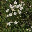 Habitusfoto Parnassia palustris