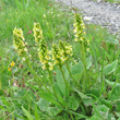 Habitusfoto Pedicularis ascendens