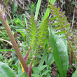 Blätterfoto Pedicularis ascendens