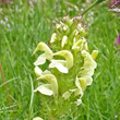 Portraitfoto Pedicularis elongata