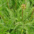 Blätterfoto Pedicularis elongata