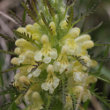 Portraitfoto Pedicularis foliosa