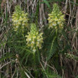 Habitusfoto Pedicularis foliosa