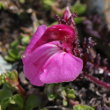 Portraitfoto Pedicularis kerneri