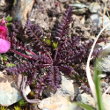 Blätterfoto Pedicularis kerneri