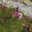 Foto von Besonderheit Pedicularis kerneri