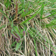 Blätterfoto Pedicularis oederi