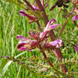 Blütenfoto Pedicularis palustris
