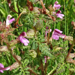 Blätterfoto Pedicularis palustris