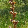 Fruchtfoto Pedicularis palustris