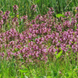 Foto von Besonderheit Pedicularis palustris