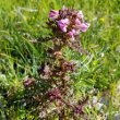 Habitusfoto Pedicularis palustris