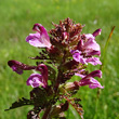 Portraitfoto Pedicularis palustris