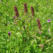 Habitusfoto Pedicularis recutita