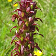 Fruchtfoto Pedicularis recutita