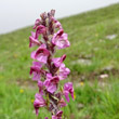 Portraitfoto Pedicularis rostratospicata subsp. helvetica