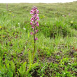 Habitusfoto Pedicularis rostratospicata subsp. helvetica