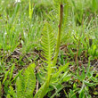 Blätterfoto Pedicularis rostratospicata subsp. helvetica