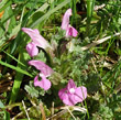 Foto von Besonderheit Pedicularis sylvatica