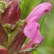 Portraitfoto Pedicularis sylvatica