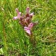 Habitusfoto Pedicularis sylvatica