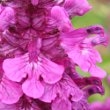 Blütenfoto Pedicularis verticillata