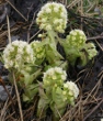 Habitusfoto Petasites albus