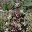 Portraitfoto Petasites hybridus