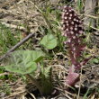 Habitusfoto Petasites hybridus