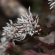 Blütenfoto Petasites paradoxus