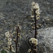 Fruchtfoto Petasites paradoxus