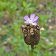 Foto von Besonderheit Petrorhagia prolifera