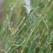 Stängel-/Stammfoto Petrorhagia saxifraga