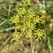 Portraitfoto Peucedanum alsaticum