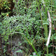Stängel-/Stammfoto Peucedanum austriacum subsp.rablense