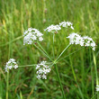 Portraitfoto Peucedanum cervaria