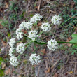 Portraitfoto Peucedanum oreoselinum