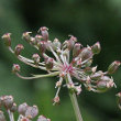 Fruchtfoto Peucedanum ostruthium