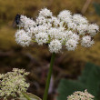 Portraitfoto Peucedanum ostruthium