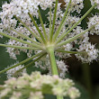 Foto von Besonderheit Peucedanum ostruthium