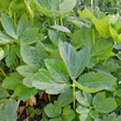 Blätterfoto Peucedanum ostruthium