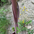 Stängel-/Stammfoto Peucedanum verticillare