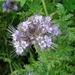 Portraitfoto Phacelia tanacetifolia