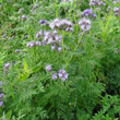 Habitusfoto Phacelia tanacetifolia