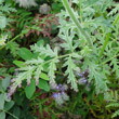 Blätterfoto Phacelia tanacetifolia